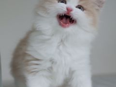 -lincat·猫舍(广州店)