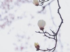 -杭州植物园