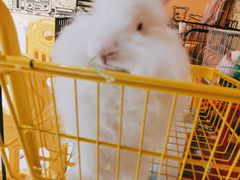 -RU DUCK柯尔鸭公社·撸鸭俱乐部·羊驼·小香猪
