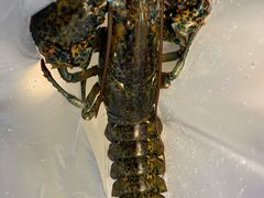 波士顿龙虾-盒马鲜生(顺义店)