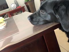 -太原东方动物医院(小店分院)