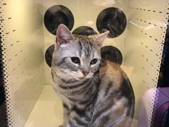 -Pets First伊珊娜洗护·精致美容·家庭式寄养(新会路店)