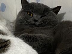 -创凡宠物医院·骨专科  猫科中心(西乡分院)