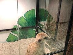 -藦茜花园宠物主题亲子互动体验馆(国顺东路店)
