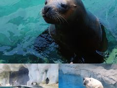 -珠海长隆海洋王国
