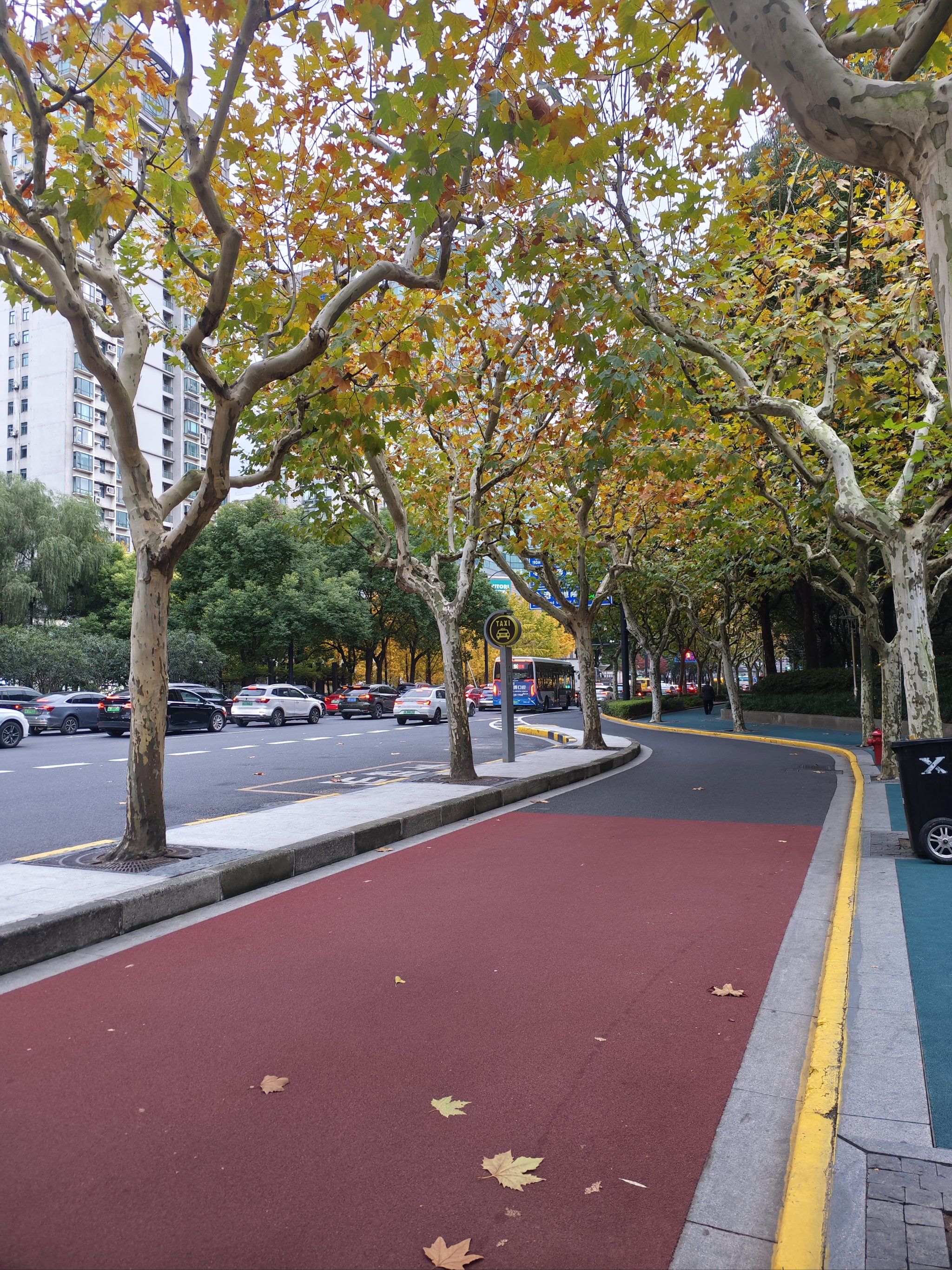 冬街景色随手拍~上海徐家汇公园街边.层林尽染