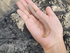 -红树林天天赶海