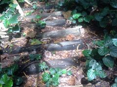 -武吉知马自然保护区