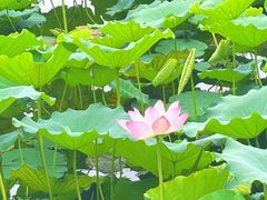 -荔湾湖公园