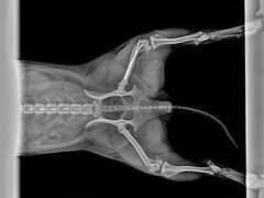 -萌兽医馆·宠物医院·猫骨科(创景店)