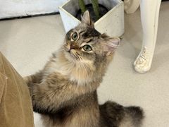-共舞时光猫咖·狗咖(新街口店)