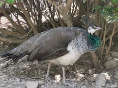 -燕塞湖鸟语林景区