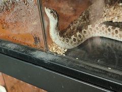 -酷以爬仙阁实体爬宠店·守宫·蜥蜴·专业繁育