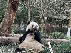 -都江堰中华大熊猫苑