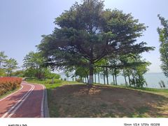 -西京湾花海