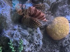 -暹罗海洋世界