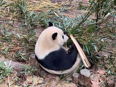 -成都大熊猫繁育研究基地