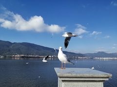 -海埂大坝