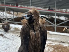 -西霞口神雕山野生动物世界