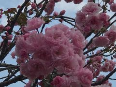 -天适樱花悠乐园