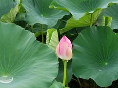 -荷塘月色湿地公园·向阳花洲