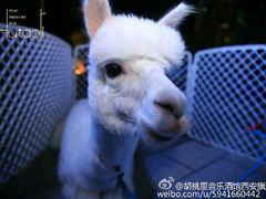 -胡桃里音乐酒馆(曲江店)