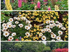 -深圳市中科院仙湖植物园