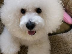 -FAELING PETS美天灵宠物(富力广场店)