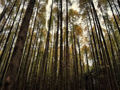 -山王坪喀斯特国家生态公园