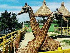 -西霞口神雕山野生动物世界