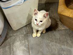 -楼上猫咖(罗湖店)