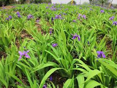 -白鹭湾湿地公园