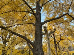 -四川大学(华西校区)