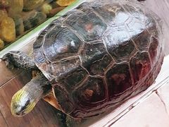-衡山汇·高级粤菜(霄云路店)