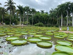 -中国科学院西双版纳热带植物园