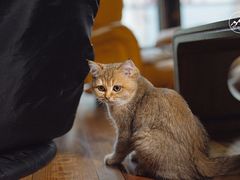 -猫咪咖啡·猫咖(万达广场店)