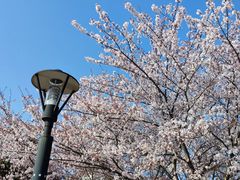 -高东镇樱花园