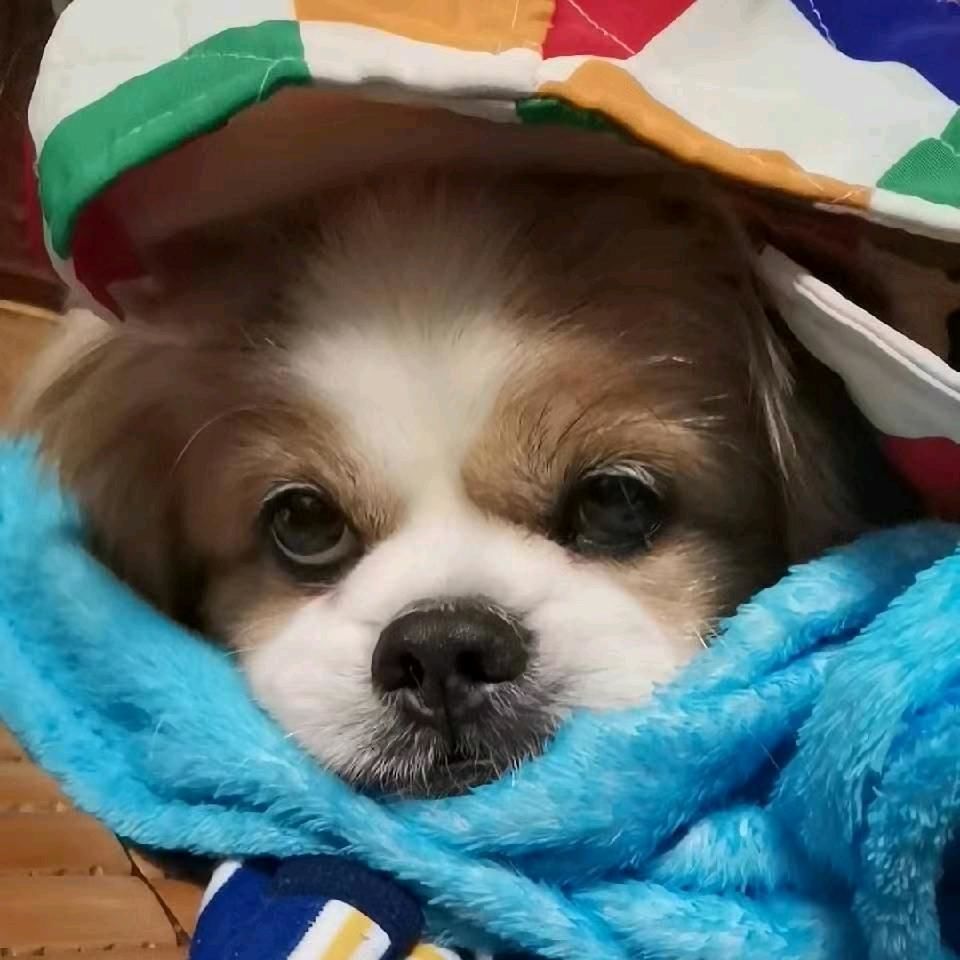 小狗的卡姿兰大眼睛好迷人!