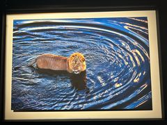 -罗红摄影艺术馆