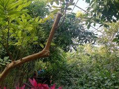 -呀路古热带植物园
