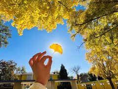 -三里屯东五街银杏大道