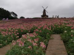 -大塘金香草谷