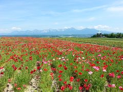 -富田农场
