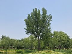 -东郊湿地公园