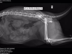 -伟伟宠物医院·CT影像中心·瑞派犬猫综合性门诊(汉口总院)
