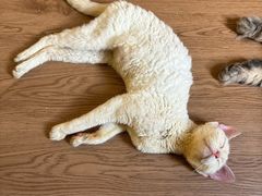 -楼上猫咖(罗湖店)