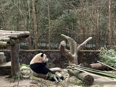 -都江堰中华大熊猫苑