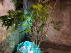 -艺术食堂(创意料理)