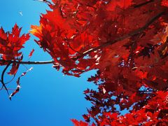 -北京西山国家森林公园