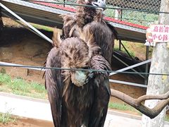 -西霞口神雕山野生动物世界